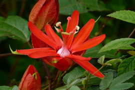 coccinea စာရင်း