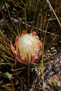 scorzonerifolia lista