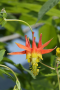 formosa ලැයිස්තුව