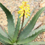 citrea ලැයිස්තුව