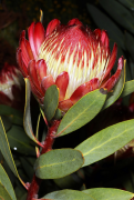 glabra ලැයිස්තුව