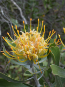 cuneiforme ලැයිස්තුව