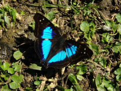 laurentia lisi