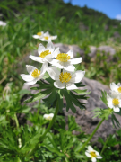 narcissiflora lisi