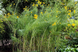 salicifolius lisi
