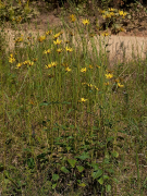 silphioides lisi