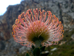 cordifolium lisi