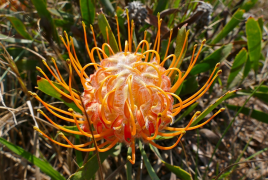gerrardii lisi