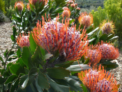 glabrum lisi