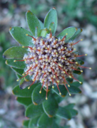 truncatulum lisi