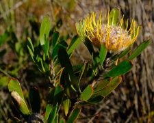 utriculosum lisi
