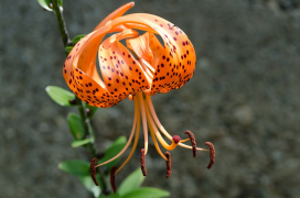 lancifolium lisi