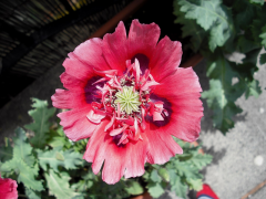 somniferum lisi