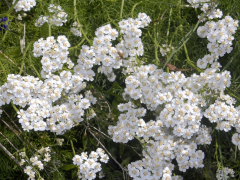 abrotanoides lisi