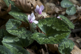 africanum liiska
