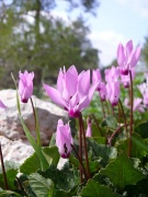 persicum liiska