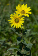 mollis liiska
