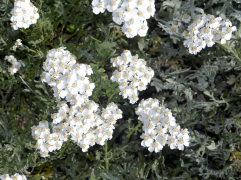 clavennae liiska