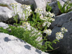 clusiana liiska