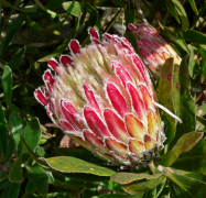obtusifolia лист