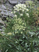 breweri orodha