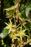foetida orodha