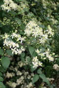 gouriana orodha