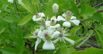 ligusticifolia orodha