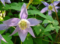 macropetala orodha