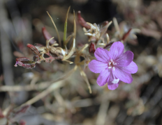 nivium orodha