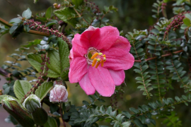 mixta orodha