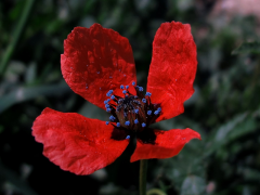 hybridum orodha