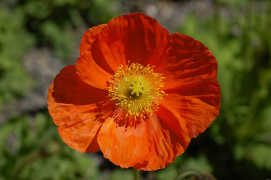 nudicaule orodha