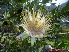 aurea orodha