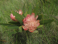 dracomontana orodha