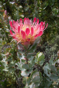 eximia orodha