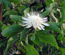 gaguedi orodha