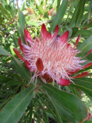 susannae orodha