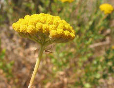 ageratum orodha