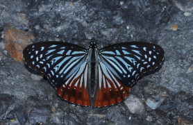 nama orodha