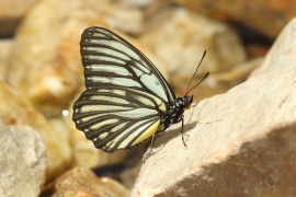nicevillei orodha