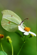 amintha orodha