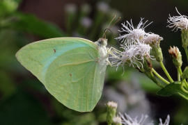 florella orodha