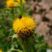 macrocephala பட்டியல்