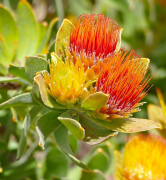 oleifolium பட்டியல்