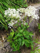 acutiloba рӯйхат