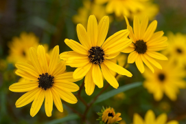 angustifolius รายการ