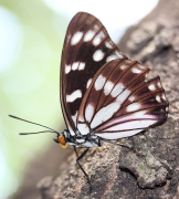 persimilis لسٹ