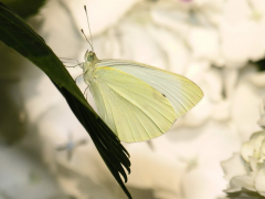 oleracea لسٹ