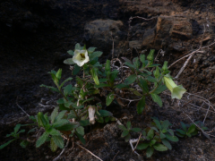 bravensis roʻyxat